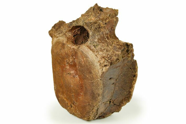 Hadrosaur (Edmontosaurus) Caudal Vertebra - Wyoming #280473